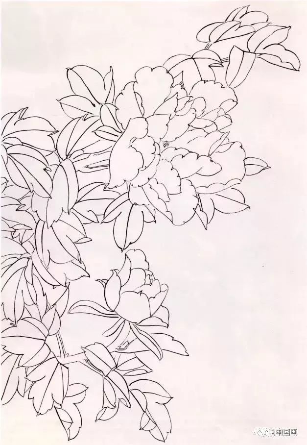 简单牡丹花的画法图片