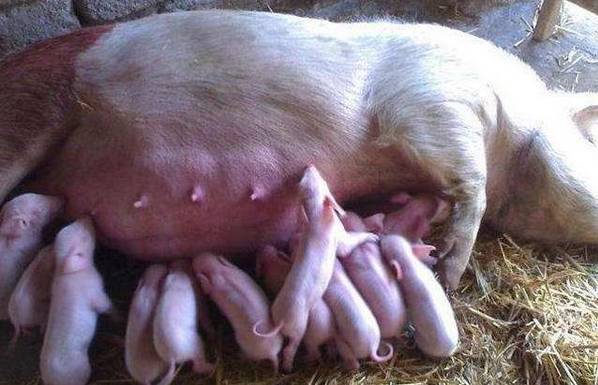 母猪胎动的位置图片图片