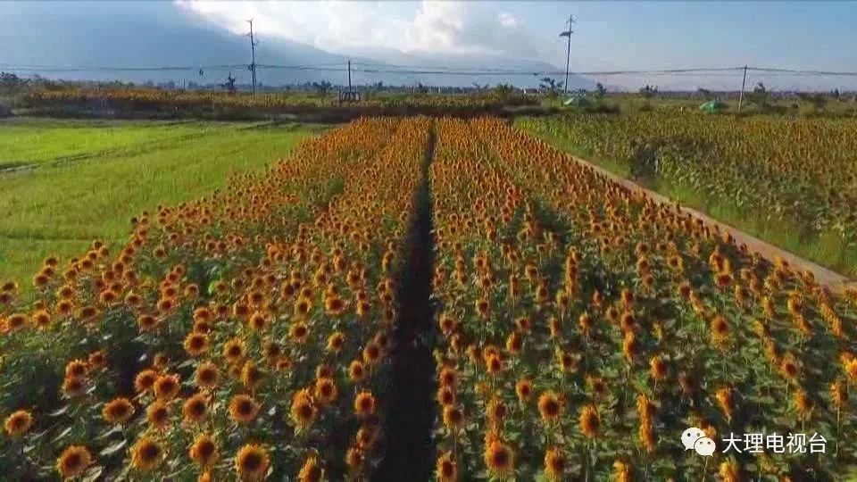 大理电视台 张建明 高正达 杨伟松 杨晓君 报道