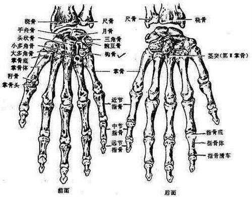 这是正常的手部骨骼第1掌骨基底部骨折脱位多由指端传导而来的轴向