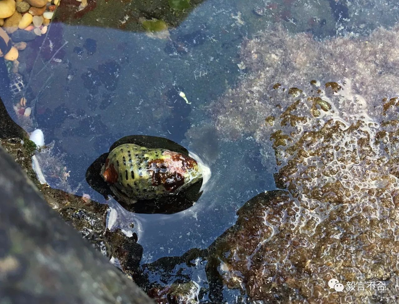 疣滩栖螺 batillaria bronii鬼石鳖 acanthopleura gemmata(上)和血