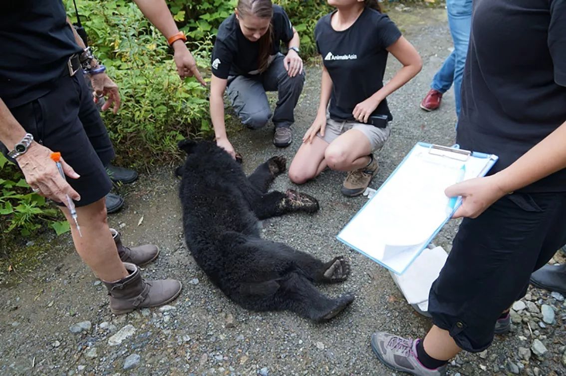 摆脱过去的阴影它们是被救助的亚洲黑熊小熊彩虹的故事