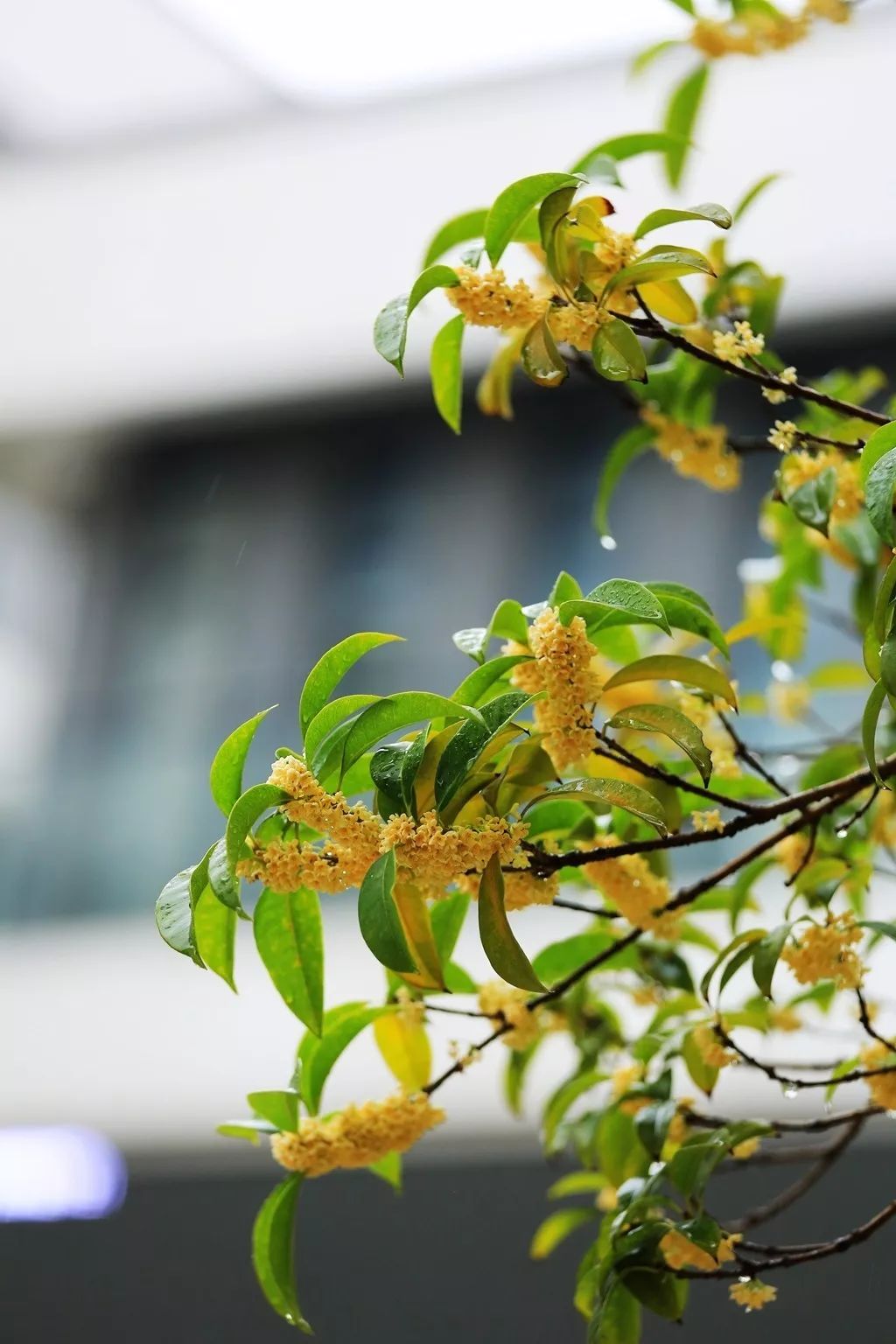 中秋木樨花香邀月同醉