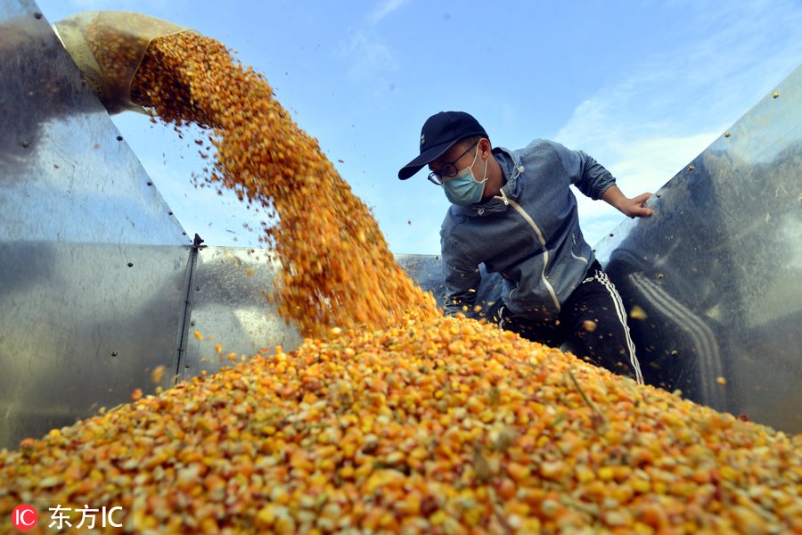 山东茌平种粮大户农业全程机械化提高粮食品质