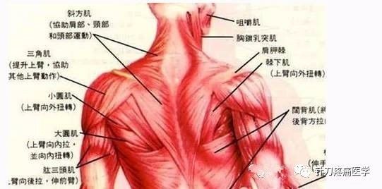 頭後大直肌(下項線外側),頭後小直肌(下項線內側),頭上斜肌(上下項線