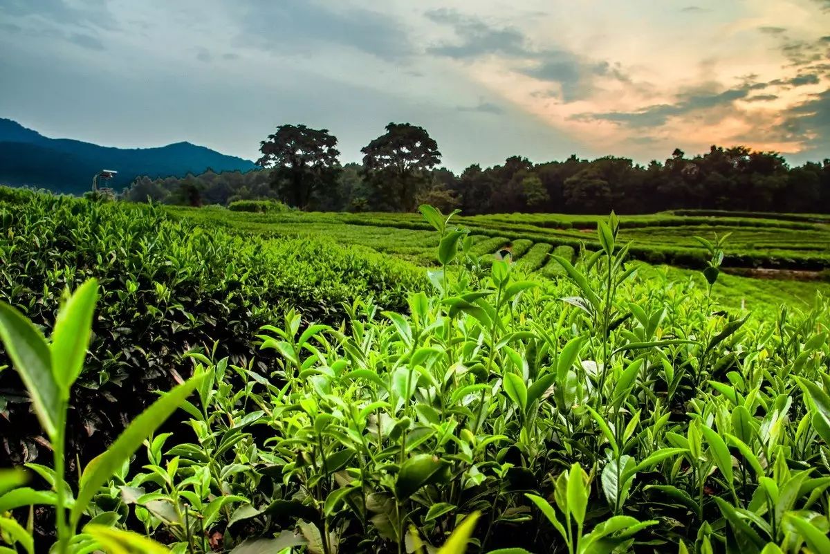 茶叶加工成品与鲜品比例（茶叶生产加工成本核算实例） 茶叶加工成品

与鲜品比例（茶叶生产加工本钱
核算实例）《茶叶加工成本核算内容》 茶叶资讯