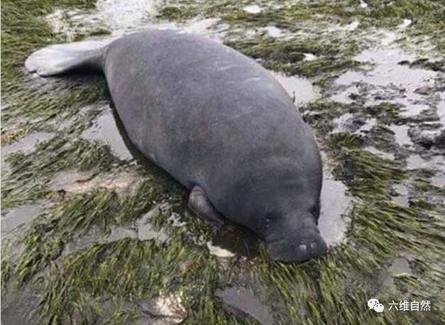 海牛被飓风吹到浅滩搁浅的海牛只能等死