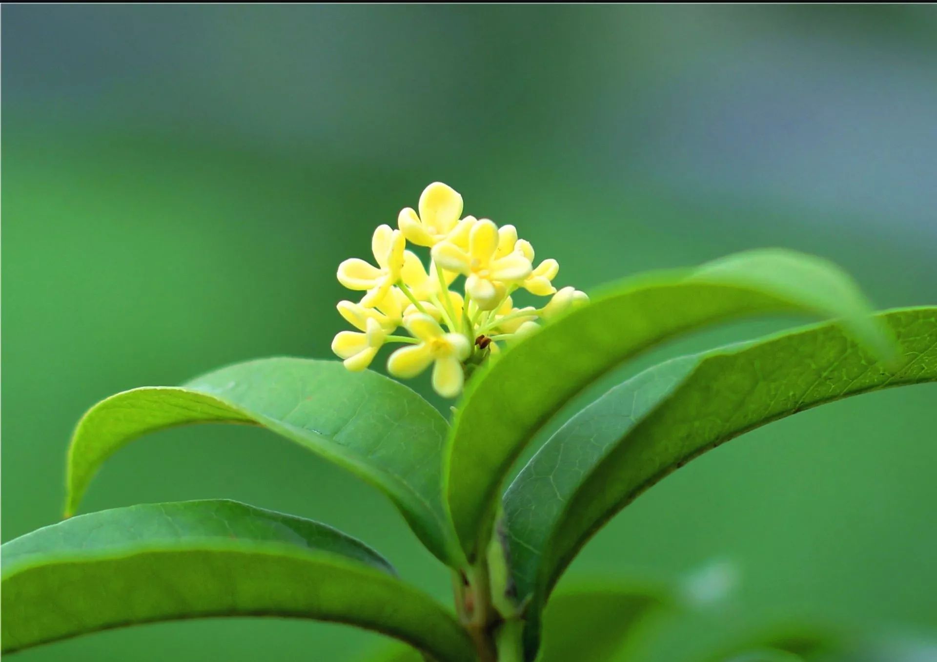 桂花分类(桂花分类检索表)