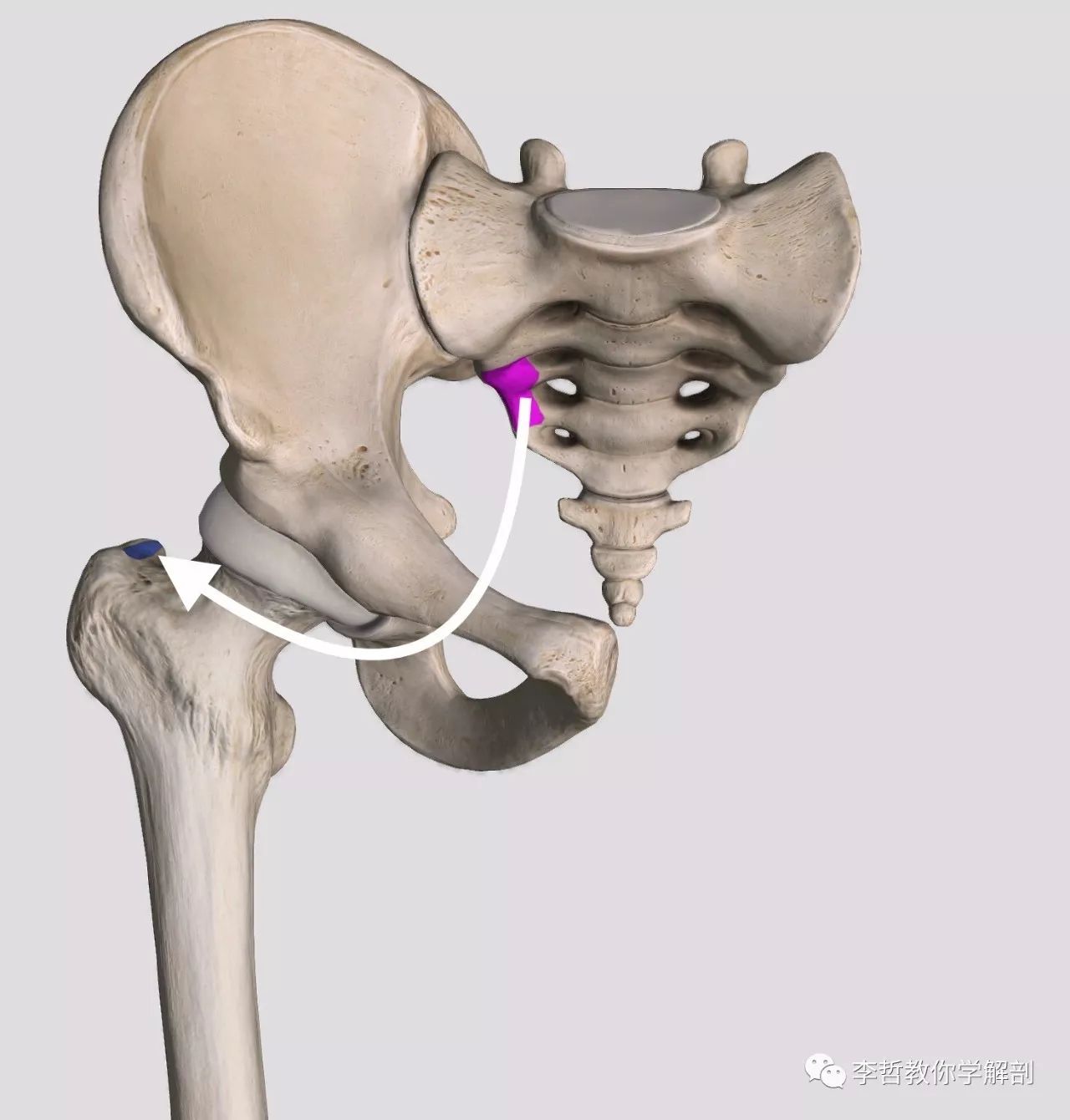 股骨转子 解剖图图片