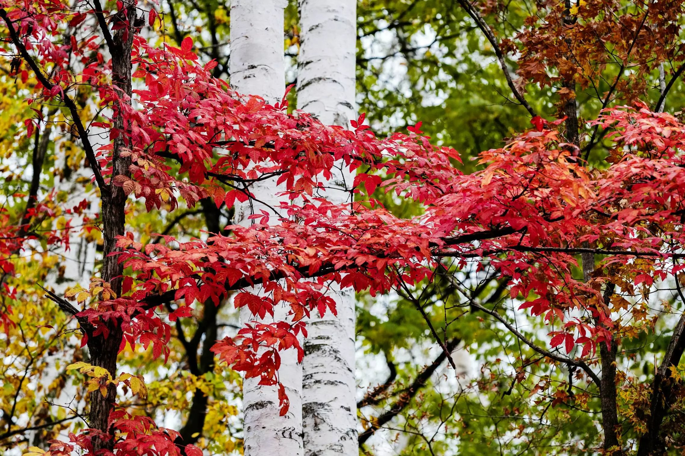 白桦树一年四季的颜色图片