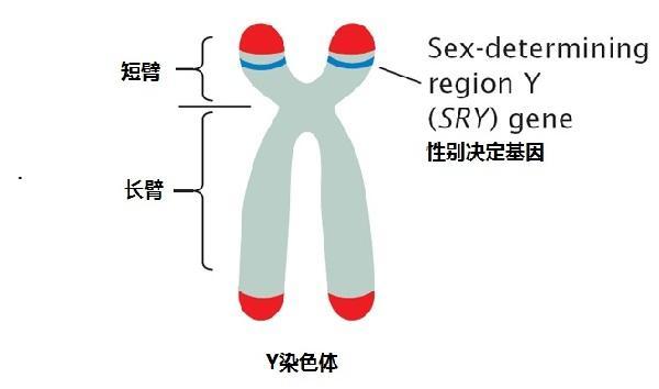 鸡染色体图片