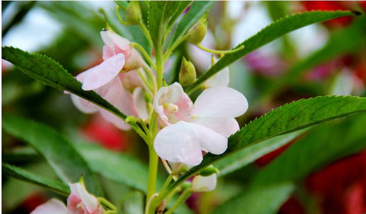 養護鳳仙花的種植方法及病蟲害防治