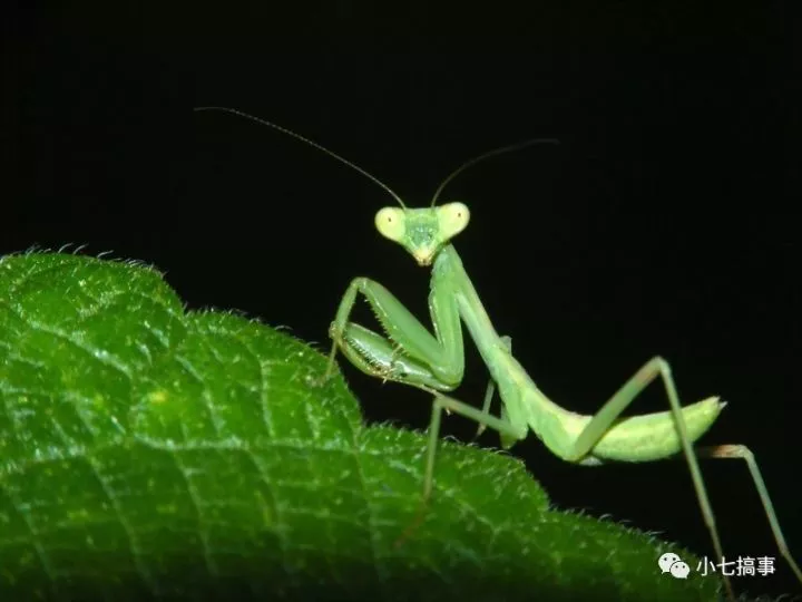 为何螳螂的耳朵有敏锐的听觉?