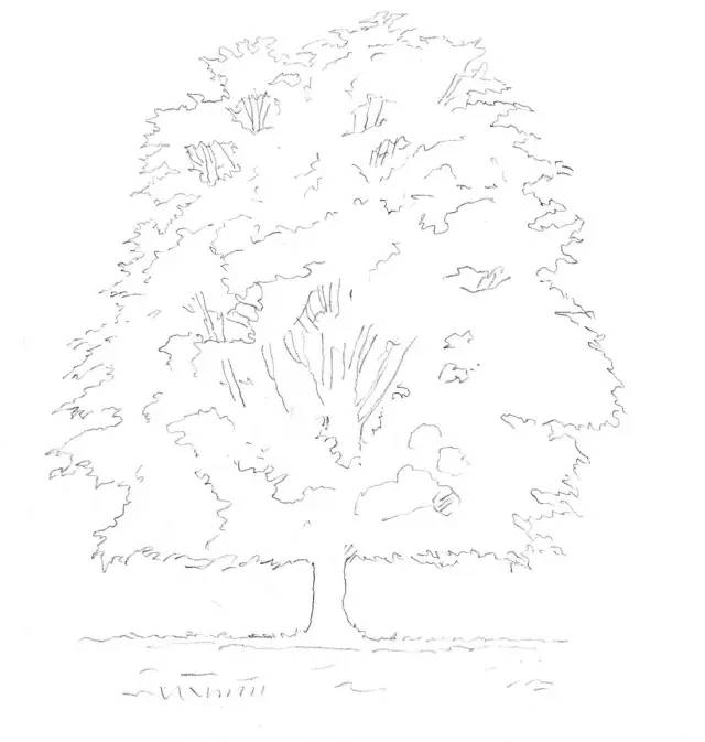 更加仔细地描绘树的轮廓,呈现树叶打断天际线,树冠中的空隙以及树枝的