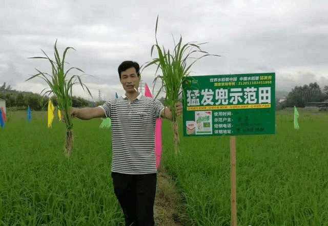 施用猛发兜硅锌肥