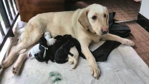 飼養懷孕母犬應該怎樣照顧