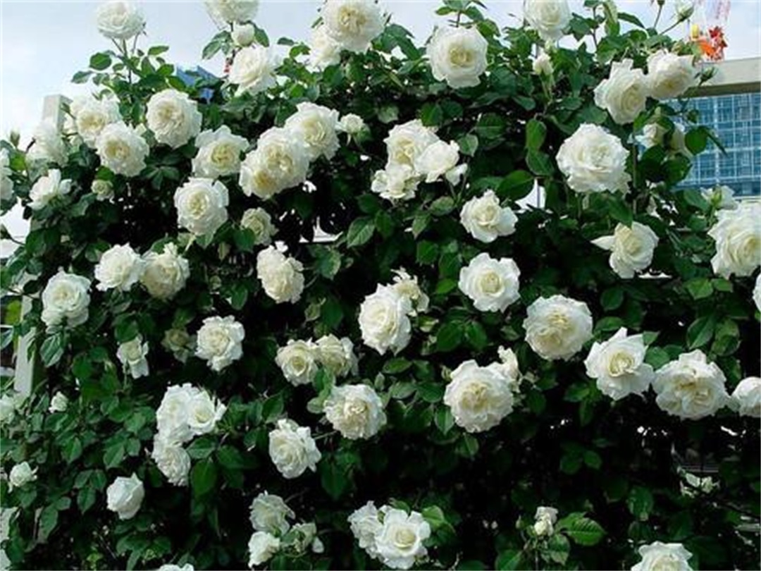 洛丽玛丝玫瑰花语图片