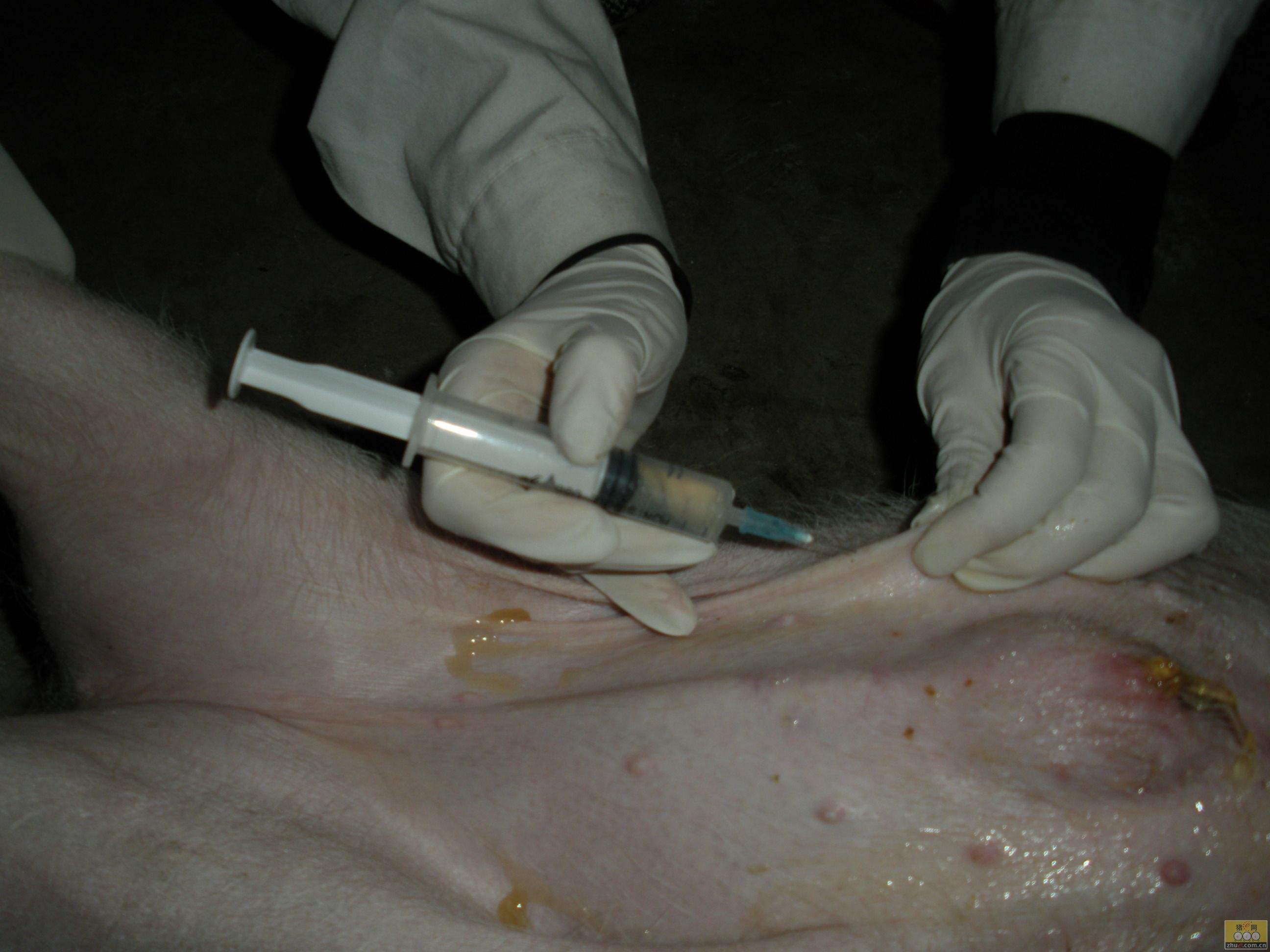 猪打针位置肌肉注射图片