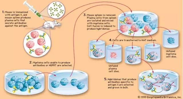 杂交瘤细胞筛选机制,您get了吗?