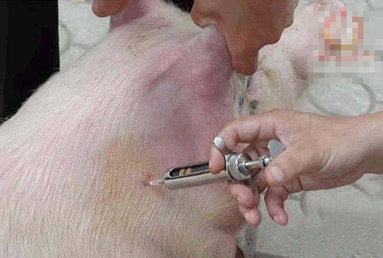 母猪颈部肌肉注射位置图片