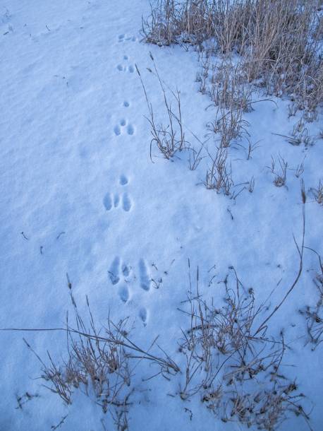 十里追踪猎兔记多面人生系列二