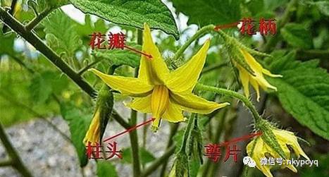 番茄花解剖图图片