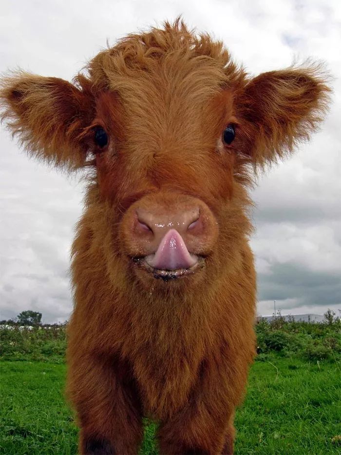 世界上最可爱的牛图片