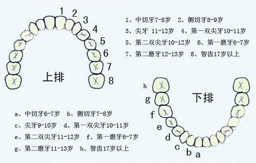 28颗牙齿名称示意图图片