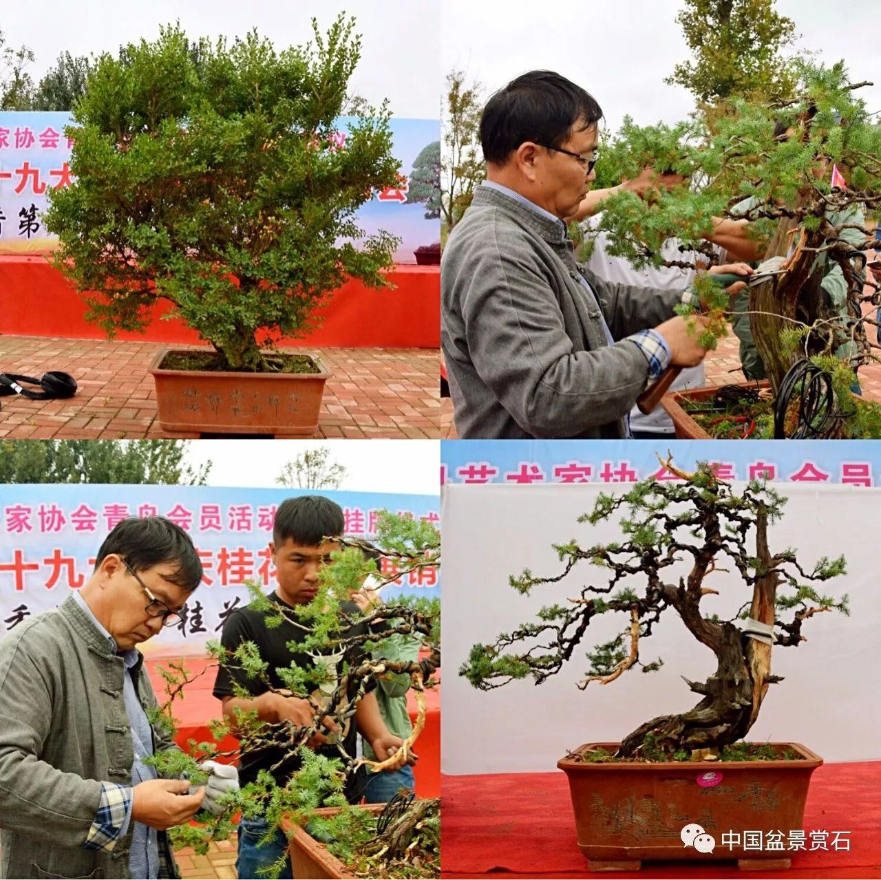 欢度|盆景艺术家协会在青岛沁楠香举行揭仪式