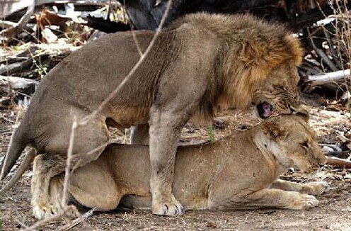 狮子正在交配狮子正在交配狮子交配竟然连老虎也不放过狮子交配竟然连