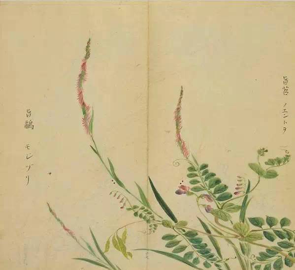 《诗经》里的植物长啥样?53幅手绘画搭配诗句,这么背诗简直美翻了!