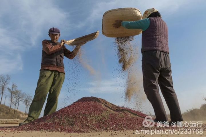 插上扫帚,连枷,木(铁)叉,然后焚香叩头,祭拜天地,具说这样打的粮食量