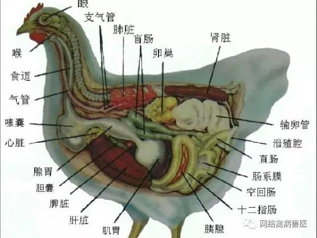 养鸡人:你知道造成鸡腹水症的原因有哪些吗?