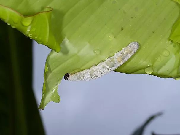 香蕉弄蝶虫害的危害和症状 香蕉弄蝶虫害的治疗