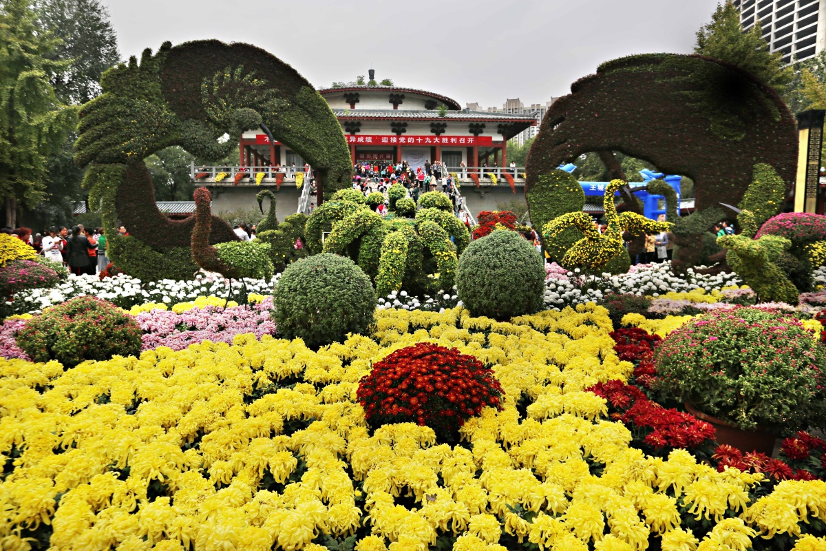 今年洛阳王城公园的金秋菊展有哪些看点?