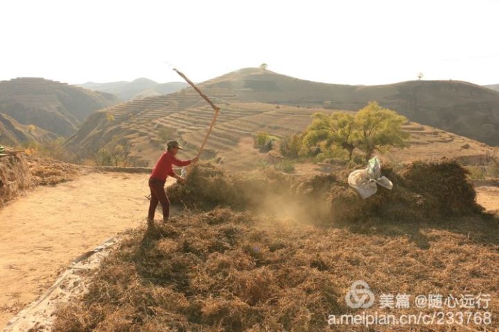 不养大牲灵的人家只能用连枷人工打了,这时候谁也不愿意开口借牲灵