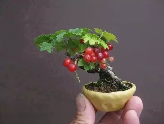 五翅莓养种方法图片