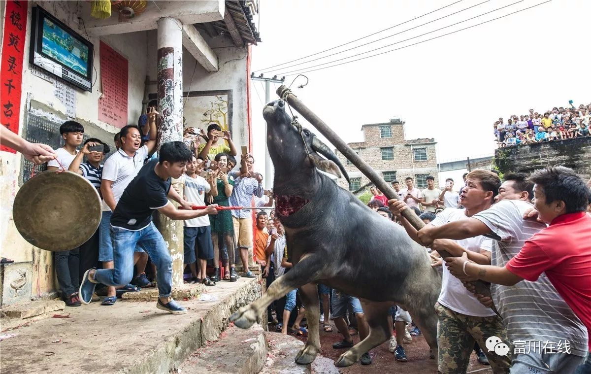 苗族打牛残忍图片