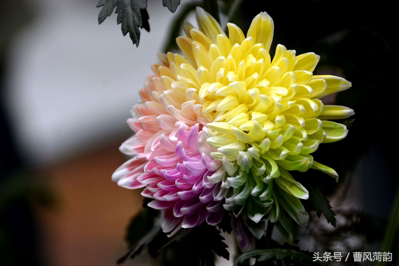 10月1日,第四屆菏澤菊花文化旅遊節在曹州牡丹園舉行.