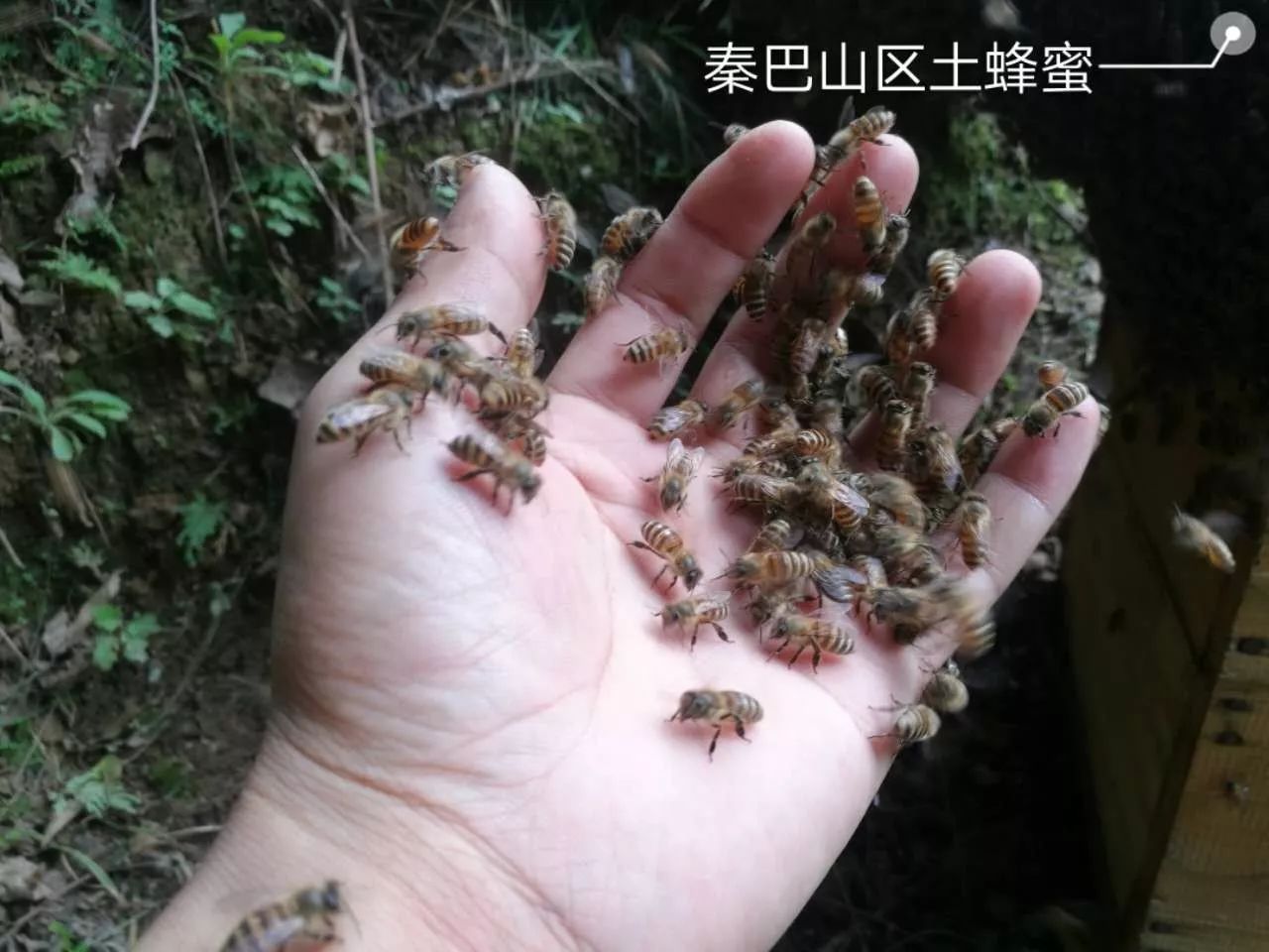 南方各省山区,林区,蕴藏着丰富的野生蜂种资源,可以诱捕利用.