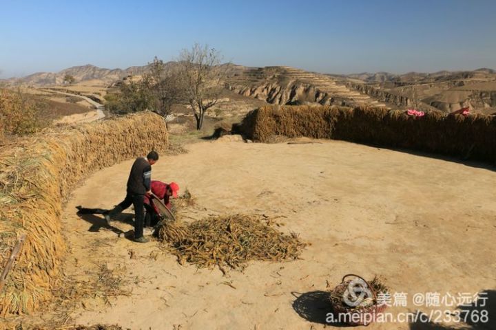 陝北老農打場慶豐收