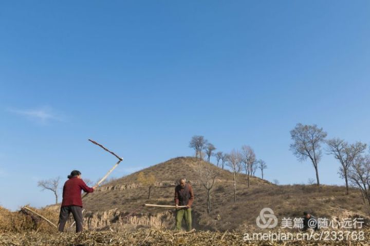 不养大牲灵的人家只能用连枷人工打了,这时候谁也不愿意开口借牲灵