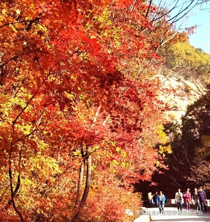 本溪市2017年10月8日楓紅指數發佈