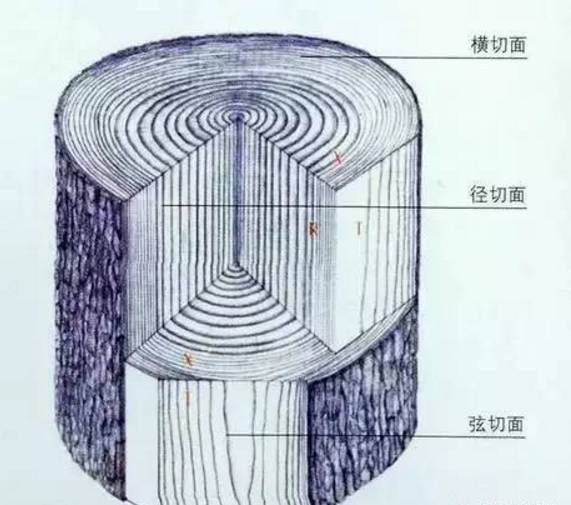 12 弦切面 13 橫切面 橫切,也是一種為觀察木材而對木