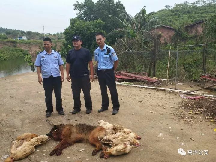 好狼死!茂名一条癫狗咬伤1人咬死15只鸡,民警当场将其击毙