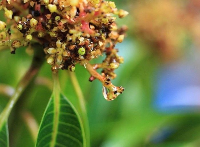 芒果两性花与雄花对比图片