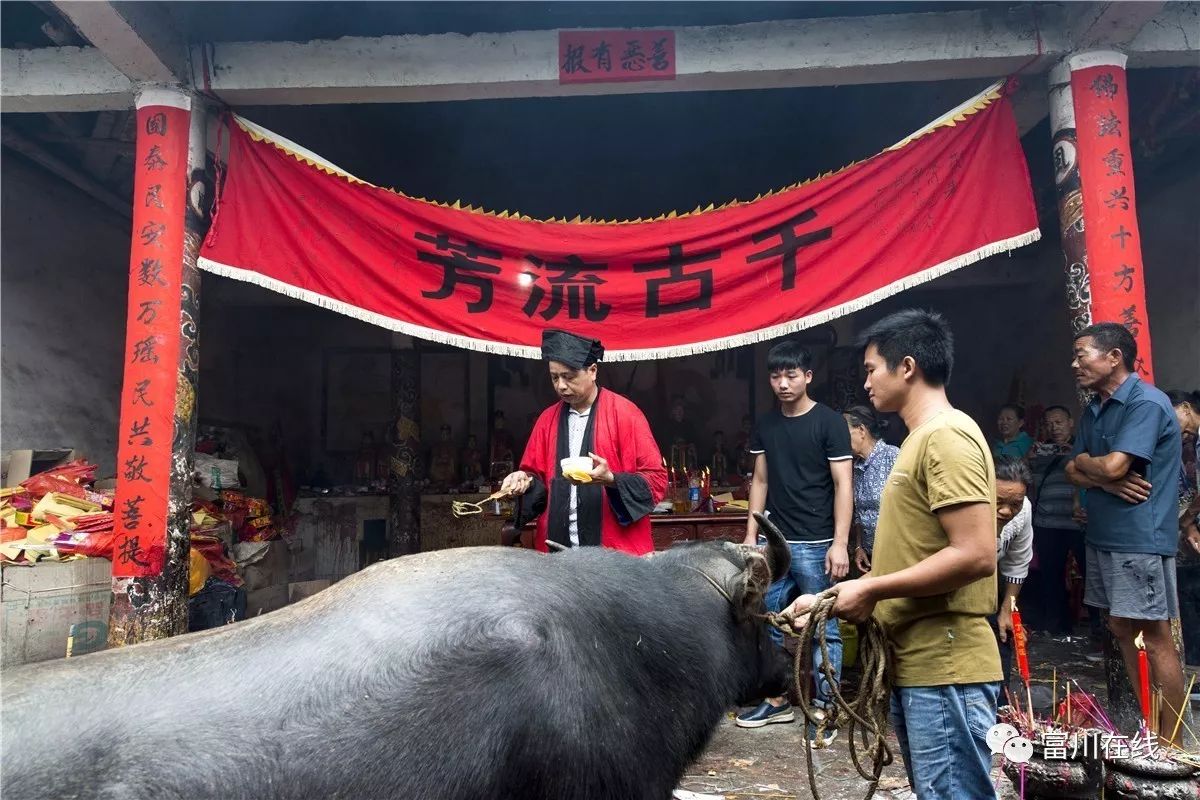 富川传统民俗—茶源村砍牛祭祖(胆小者慎入,有点血腥)