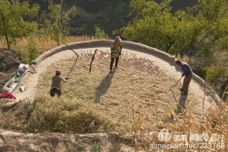 不养大牲灵的人家只能用连枷人工打了,这时候谁也不愿意开口借牲灵