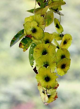 胰岛素植物图片大全图片