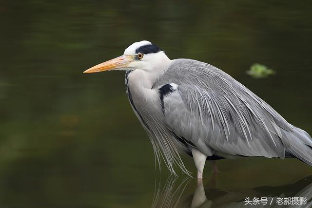 幾種漂亮的鷺鳥